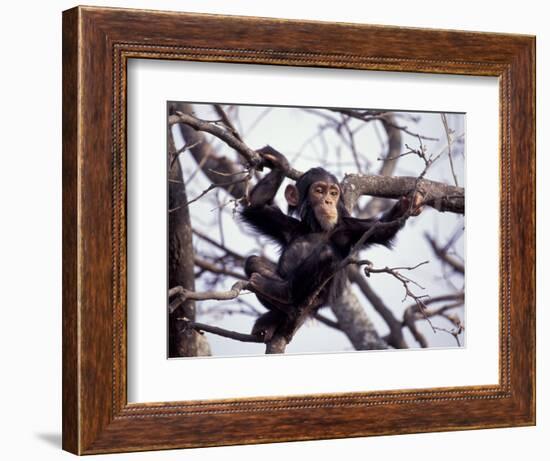 Young Male Chimpanzee, Gombe National Park, Tanzania-Kristin Mosher-Framed Photographic Print