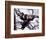 Young Male Chimpanzee, Gombe National Park, Tanzania-Kristin Mosher-Framed Photographic Print