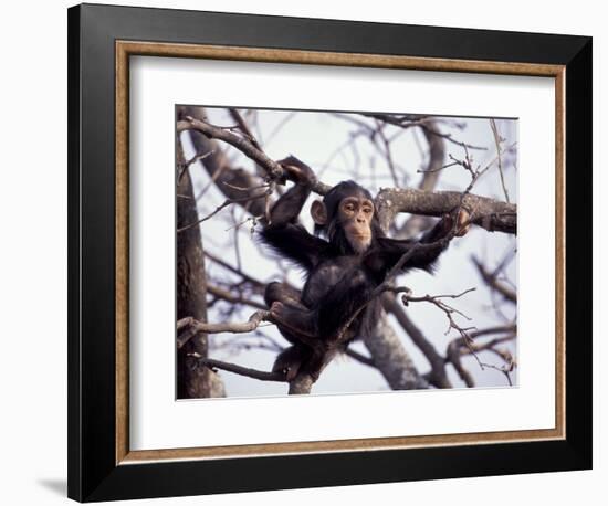 Young Male Chimpanzee, Gombe National Park, Tanzania-Kristin Mosher-Framed Photographic Print