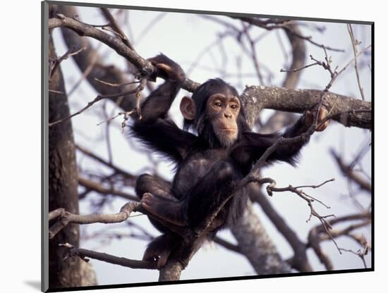 Young Male Chimpanzee, Gombe National Park, Tanzania-Kristin Mosher-Mounted Photographic Print