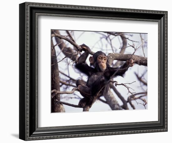 Young Male Chimpanzee, Gombe National Park, Tanzania-Kristin Mosher-Framed Photographic Print