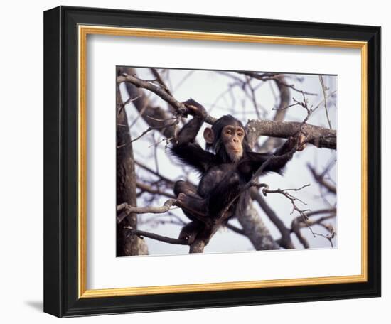 Young Male Chimpanzee, Gombe National Park, Tanzania-Kristin Mosher-Framed Photographic Print