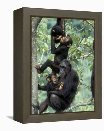 Young Male Chimpanzees Play, Gombe National Park, Tanzania-Kristin Mosher-Framed Premier Image Canvas