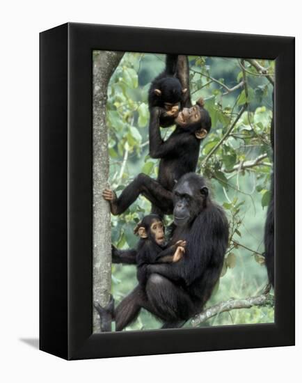 Young Male Chimpanzees Play, Gombe National Park, Tanzania-Kristin Mosher-Framed Premier Image Canvas