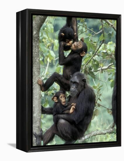 Young Male Chimpanzees Play, Gombe National Park, Tanzania-Kristin Mosher-Framed Premier Image Canvas