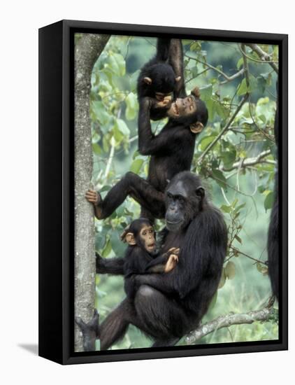 Young Male Chimpanzees Play, Gombe National Park, Tanzania-Kristin Mosher-Framed Premier Image Canvas