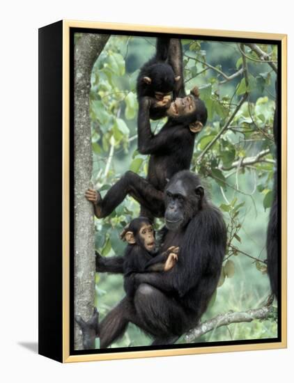 Young Male Chimpanzees Play, Gombe National Park, Tanzania-Kristin Mosher-Framed Premier Image Canvas