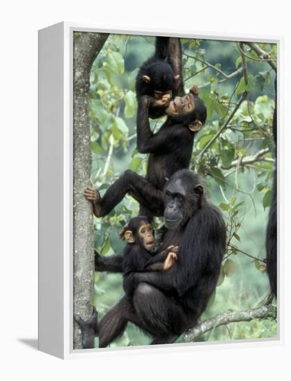 Young Male Chimpanzees Play, Gombe National Park, Tanzania-Kristin Mosher-Framed Premier Image Canvas