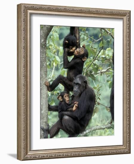 Young Male Chimpanzees Play, Gombe National Park, Tanzania-Kristin Mosher-Framed Photographic Print