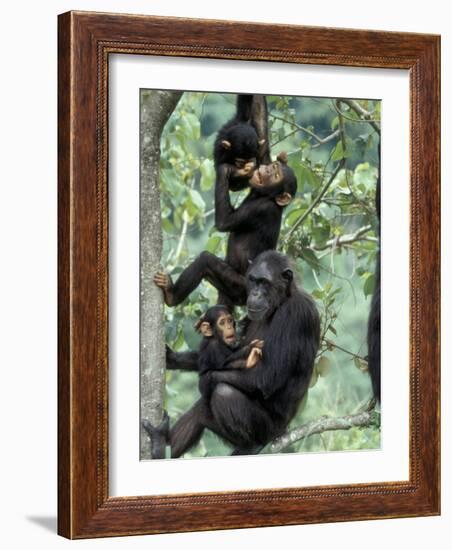 Young Male Chimpanzees Play, Gombe National Park, Tanzania-Kristin Mosher-Framed Photographic Print