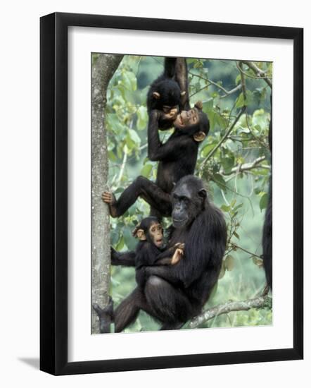 Young Male Chimpanzees Play, Gombe National Park, Tanzania-Kristin Mosher-Framed Photographic Print