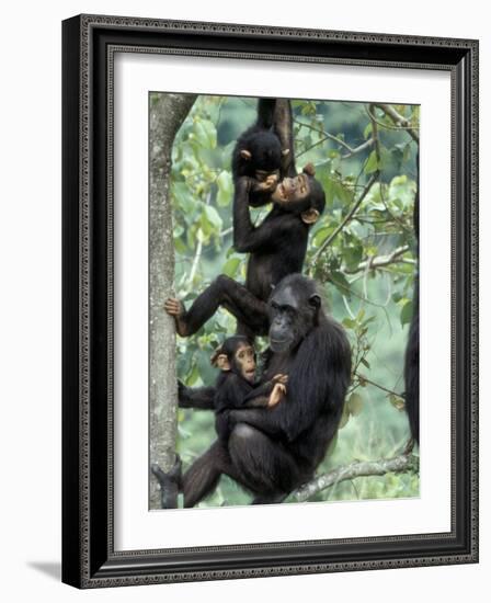 Young Male Chimpanzees Play, Gombe National Park, Tanzania-Kristin Mosher-Framed Photographic Print