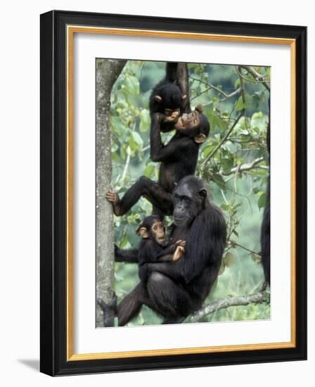 Young Male Chimpanzees Play, Gombe National Park, Tanzania-Kristin Mosher-Framed Photographic Print