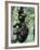 Young Male Chimpanzees Play, Gombe National Park, Tanzania-Kristin Mosher-Framed Photographic Print