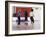 Young Male Coach Coaching Two Female Boxers-null-Framed Photographic Print