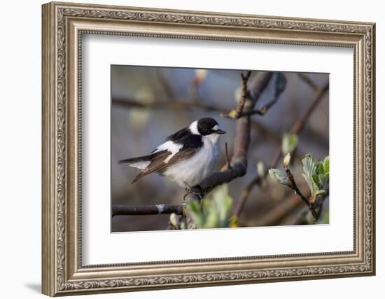 Young male Collared flycatcher, Finland-Jussi Murtosaari-Framed Photographic Print