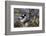 Young male Collared flycatcher, Finland-Jussi Murtosaari-Framed Photographic Print