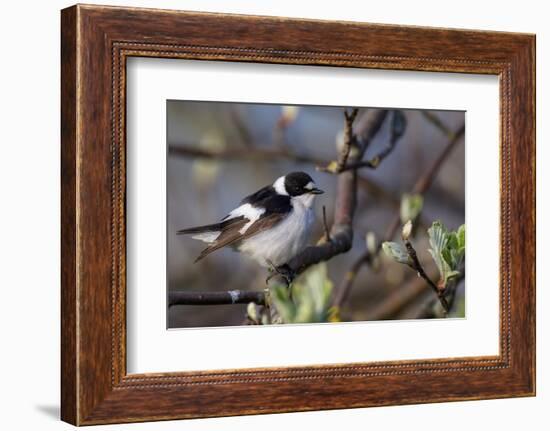 Young male Collared flycatcher, Finland-Jussi Murtosaari-Framed Photographic Print