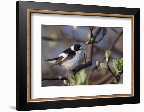 Young male Collared flycatcher, Finland-Jussi Murtosaari-Framed Photographic Print