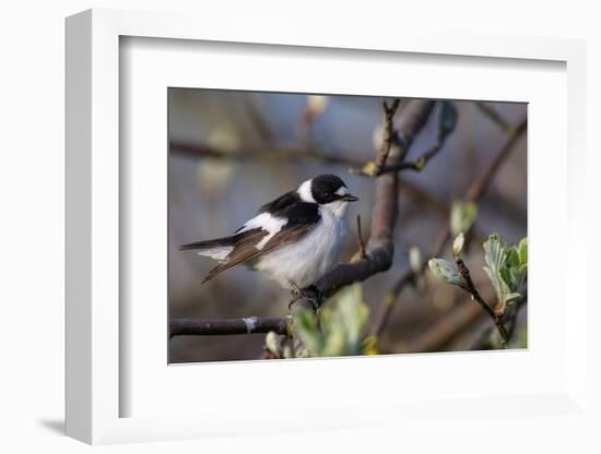 Young male Collared flycatcher, Finland-Jussi Murtosaari-Framed Photographic Print
