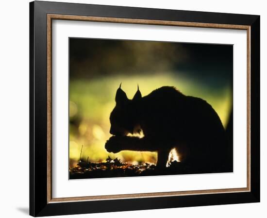 Young Male European Lynx Cleaning Paw Silhouetted in Broadleaf Woodland, Bohemia, Czech Republic-Niall Benvie-Framed Photographic Print