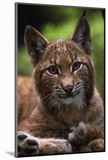 Young Male European Lynx (Lynx Lynx), Sumava Np, Bohemia, Czech Republic-Niall Benvie-Mounted Photographic Print