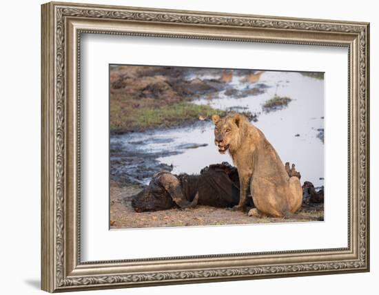 Young male lion (Panthera leo) on buffalo kill, Chobe National Park, Botswana, Africa-Ann and Steve Toon-Framed Photographic Print