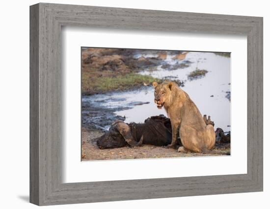 Young male lion (Panthera leo) on buffalo kill, Chobe National Park, Botswana, Africa-Ann and Steve Toon-Framed Photographic Print