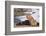 Young male lion (Panthera leo) on buffalo kill, Chobe National Park, Botswana, Africa-Ann and Steve Toon-Framed Photographic Print