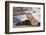 Young male lion (Panthera leo) on buffalo kill, Chobe National Park, Botswana, Africa-Ann and Steve Toon-Framed Photographic Print