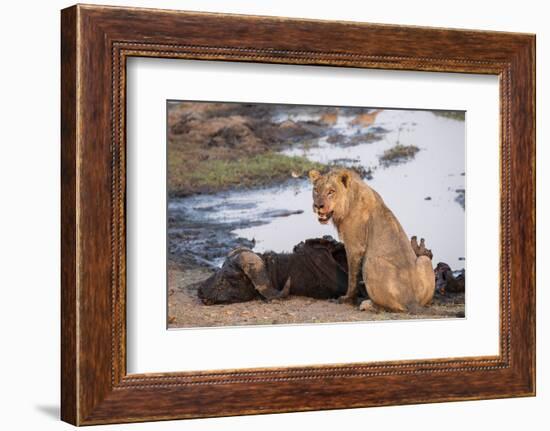 Young male lion (Panthera leo) on buffalo kill, Chobe National Park, Botswana, Africa-Ann and Steve Toon-Framed Photographic Print