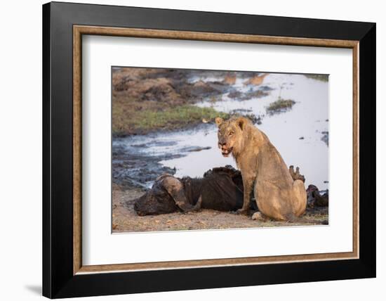 Young male lion (Panthera leo) on buffalo kill, Chobe National Park, Botswana, Africa-Ann and Steve Toon-Framed Photographic Print