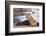 Young male lion (Panthera leo) on buffalo kill, Chobe National Park, Botswana, Africa-Ann and Steve Toon-Framed Photographic Print