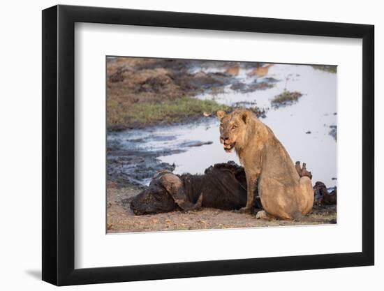 Young male lion (Panthera leo) on buffalo kill, Chobe National Park, Botswana, Africa-Ann and Steve Toon-Framed Photographic Print