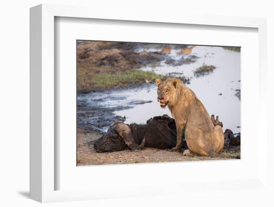 Young male lion (Panthera leo) on buffalo kill, Chobe National Park, Botswana, Africa-Ann and Steve Toon-Framed Photographic Print