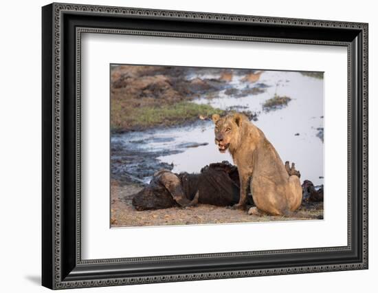 Young male lion (Panthera leo) on buffalo kill, Chobe National Park, Botswana, Africa-Ann and Steve Toon-Framed Photographic Print