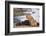 Young male lion (Panthera leo) on buffalo kill, Chobe National Park, Botswana, Africa-Ann and Steve Toon-Framed Photographic Print