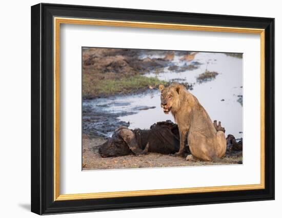 Young male lion (Panthera leo) on buffalo kill, Chobe National Park, Botswana, Africa-Ann and Steve Toon-Framed Photographic Print