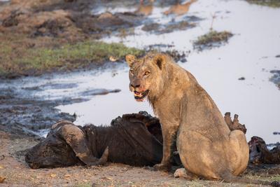 Young Male Lion Panthera Leo On Buffalo Kill Chobe National Park Botswana Africa Photographic Print Ann And Steve Toon Art Com