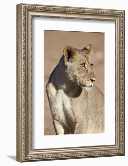 Young Male Lion (Panthera Leo)-James Hager-Framed Photographic Print