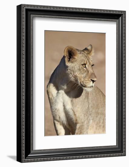 Young Male Lion (Panthera Leo)-James Hager-Framed Photographic Print