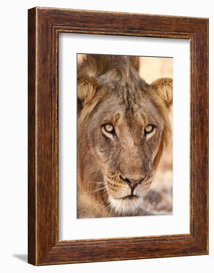 Young Male Lion (Panthera Leo)-Michele Westmorland-Framed Photographic Print