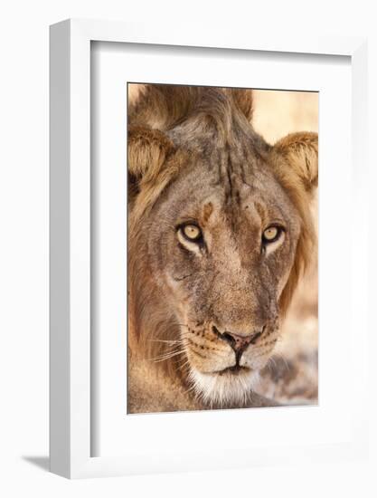 Young Male Lion (Panthera Leo)-Michele Westmorland-Framed Photographic Print