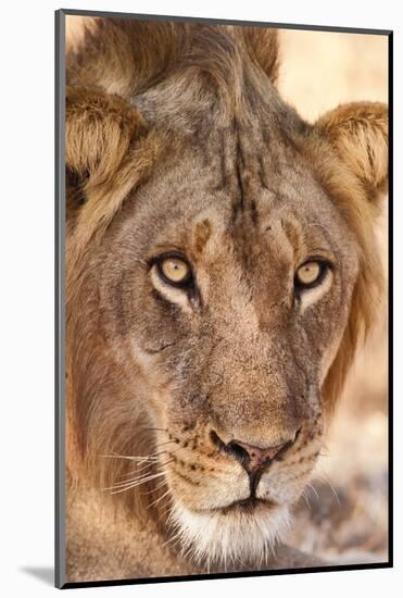 Young Male Lion (Panthera Leo)-Michele Westmorland-Mounted Photographic Print