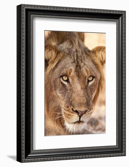 Young Male Lion (Panthera Leo)-Michele Westmorland-Framed Photographic Print