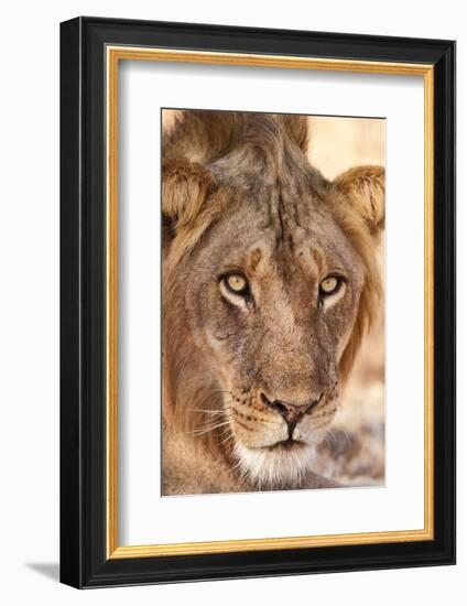 Young Male Lion (Panthera Leo)-Michele Westmorland-Framed Photographic Print