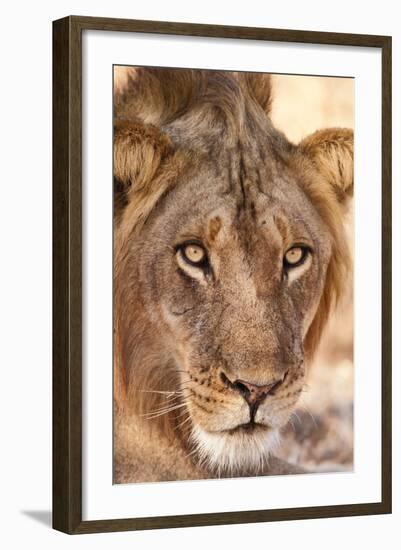 Young Male Lion (Panthera Leo)-Michele Westmorland-Framed Photographic Print