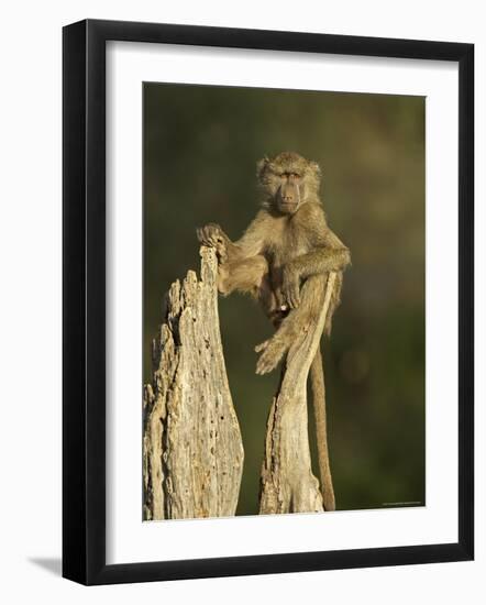 Young Male Olive Baboon Sitting Atop a Tree Trunk Looking at Camera, Samburu Game Reserve, Kenya-James Hager-Framed Photographic Print