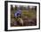 Young Male Recreational Mountain Biker Riding in the Forest-null-Framed Photographic Print