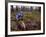 Young Male Recreational Mountain Biker Riding in the Forest-null-Framed Photographic Print